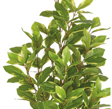 De afbeelding toont een kunstmatige laurierkers met groen-gele bladeren.