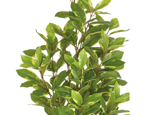 De afbeelding toont een kunstmatige laurierkers met groen-gele bladeren.