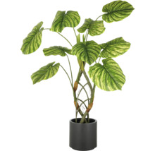 Decoratieve kamerplant in een donkere pot