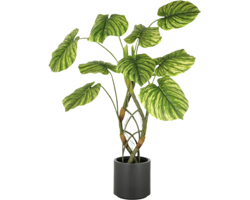 Decoratieve kamerplant in een donkere pot