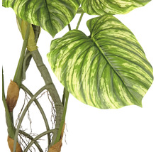 Kunstplant met grote bladeren met patroon en stengels