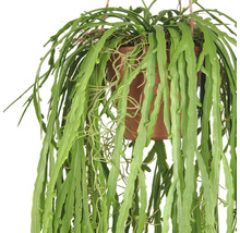 Hangplant in een pot met lange, groene bladeren