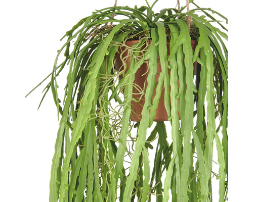 Hangplant in een pot met lange, groene bladeren