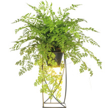 Groene varen in een pot op een plantenstandaard