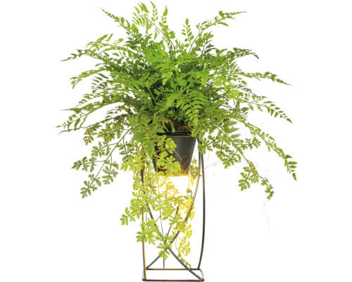 Groene varen in een pot op een plantenstandaard