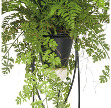 Kunstplant met varen in hangconstructie