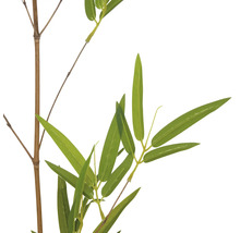 Bamboetak met bladeren