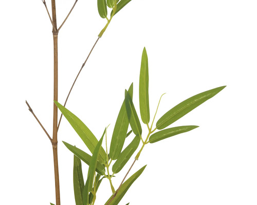 Bamboetak met bladeren