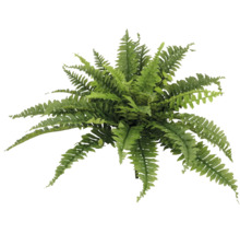 Varenplant van boven