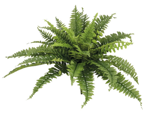 Kunstplant Nephrolepsis Exaltata H 60 cm Varenplant van boven
