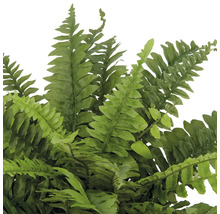 Detailopname van een varen met fijne, groene bladeren.