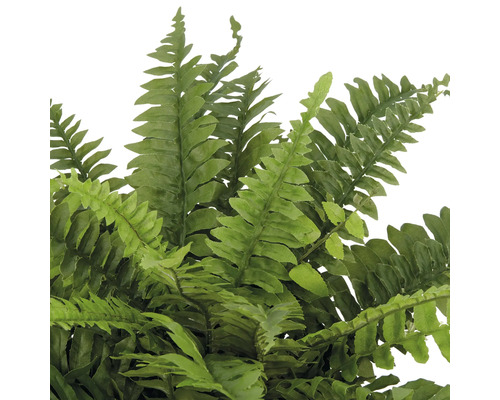 Detailopname van een varen met fijne, groene bladeren.