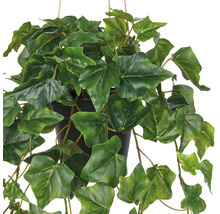 Hangplant klimop in een pot met groene bladeren.