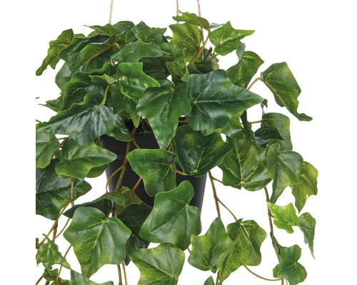 Hangplant klimop in een pot met groene bladeren.