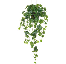 Hangplant klimop in een pot