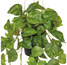 Hangplant met groene bladeren in pot