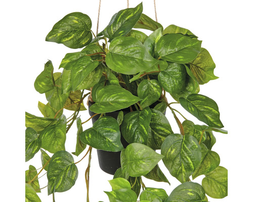Hangplant met groene bladeren in pot