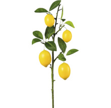 Citroenboom met gele vruchten en groene bladeren