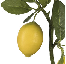 Close-up van een kunstmatige citroen aan een tak met bladeren