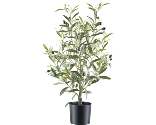 Olijfboom in pot als decoratie