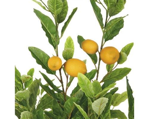 Citroenboom met gele vruchten en groene bladeren