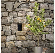 Citroenboom in pot voor stenen muur