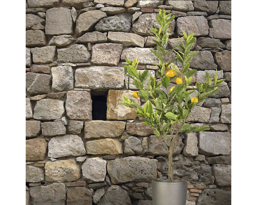 Citroenboom in pot voor stenen muur