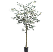 Olijfboom in pot voor binnenshuis