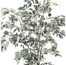 Olijfboom met bladeren en olijven