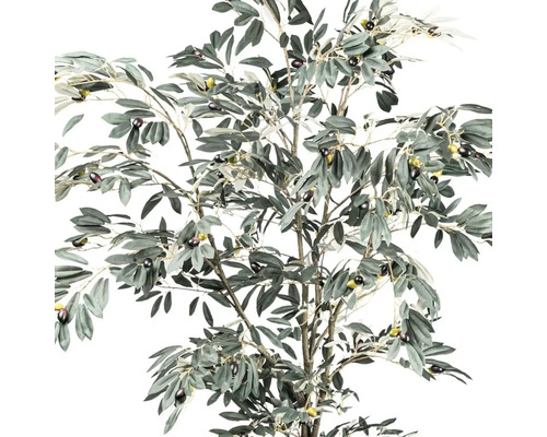 Olijfboom met bladeren en olijven