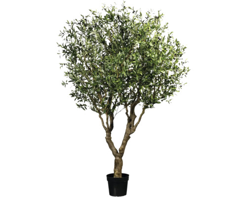 Olijfboom in pot voor binnenshuis