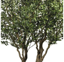 Olijfboom met groene bladeren en olijven