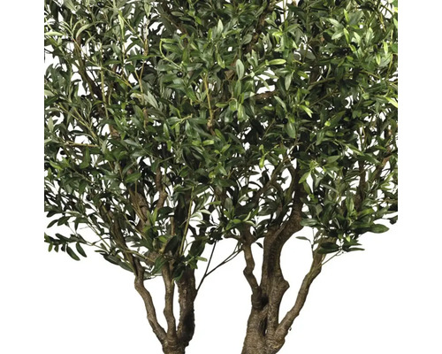 Olijfboom met groene bladeren en olijven