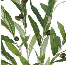 Decoratieve olijftakken met groene bladeren en olijven