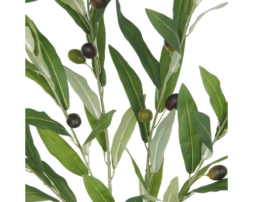 Decoratieve olijftakken met groene bladeren en olijven