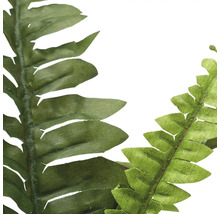 Close-up van kunstmatige varenbladeren