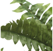 Close-up van een varenblad