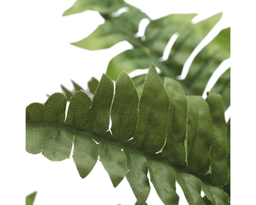 Close-up van een varenblad