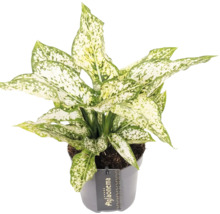 Aglaonema kamerplant in pot
