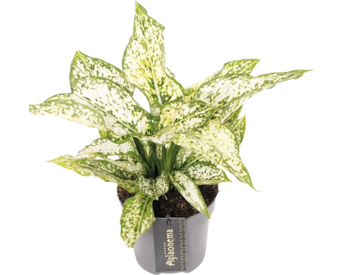 Aglaonema kamerplant in pot