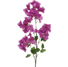 Bougainvillea tak met paarse bloemen en groene bladeren
