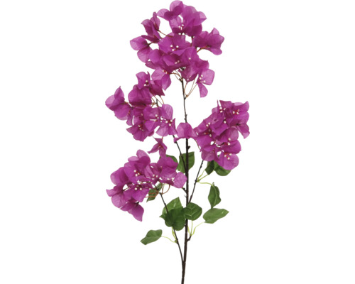 Bougainvillea tak met paarse bloemen en groene bladeren