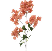Kunst Bougainvillea met bladeren