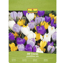 FloraSelf Krokus Grandiflora mix, 30 stuks