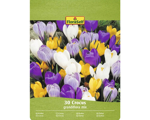 FLORASELF Bloembollen Krokus Crocus Grandiflora Mix 30 st FloraSelf Krokus Grandiflora mix, 30 stuks