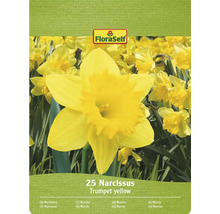 FloraSelf Narcissen Trompet geel verpakking met 25 stuks