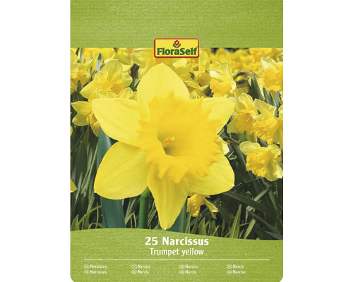 FLORASELF Bloembollen Narcis Narcissus Trumpet Geel 25 st FloraSelf Narcissen Trompet geel verpakking met 25 stuks