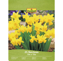 FloraSelf Narcissen Tête à Tête, verpakking van 25 stuks