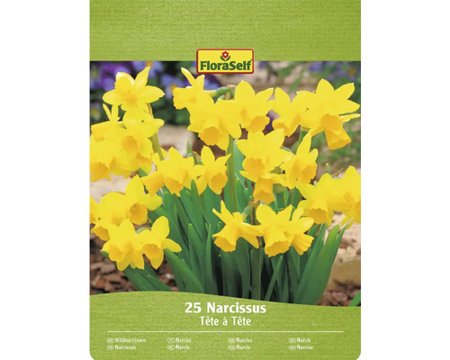 FLORASELF Bloembollen Narcis Narcissus Tête à Tête 25 st FloraSelf Narcissen Tête à Tête, verpakking van 25 stuks