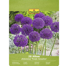 Verpakking met 20 Allium aflatunense Purple Sensation bloembollen
